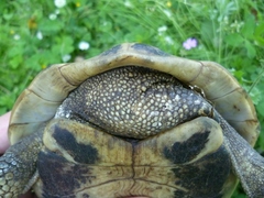 Testudo hermanni boettgeri