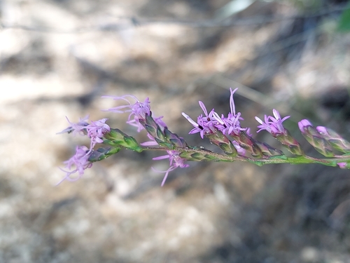 wand blazing star (Liatris virgata)