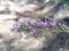 Liatris virgata