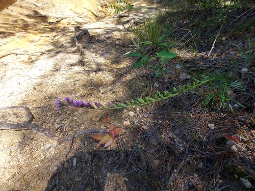Image of Liatris virgata by (c) the swamp ass, some rights reserved (CC BY)