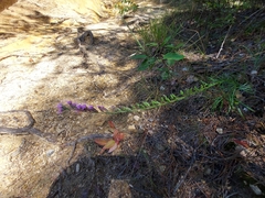 Liatris virgata, photograph (c) the swamp ass, some rights reserved (CC BY)