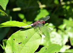 Erythrodiplax melanorubra