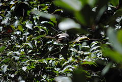 Trochocercus cyanomelas