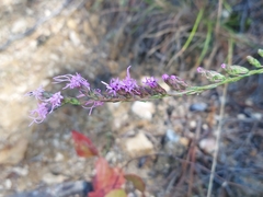 Liatris virgata, photograph (c) the swamp ass, some rights reserved (CC BY)