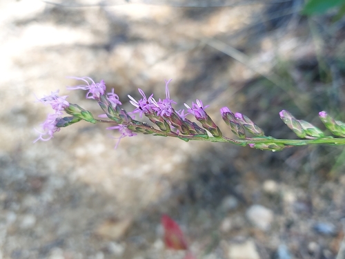 Liatris virgata, photograph 3