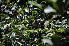 Trochocercus cyanomelas