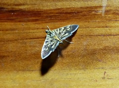 Arthromastix lauralis
