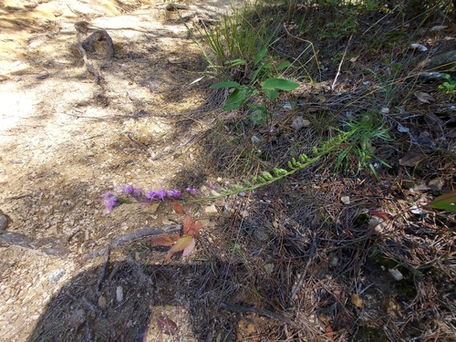 Image of Liatris virgata by (c) the swamp ass, some rights reserved (CC BY)