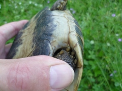 Testudo hermanni boettgeri