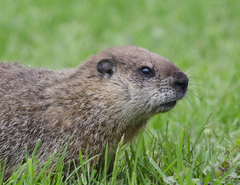 Marmota monax
