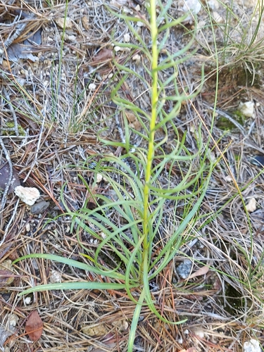 Liatris virgata, photograph 5