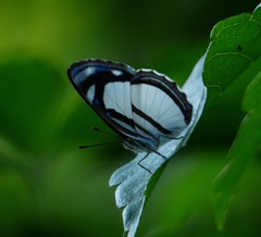 Dynamine athemon athemaena