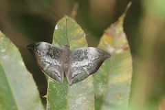 Euthalia anosia