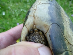 Testudo hermanni boettgeri