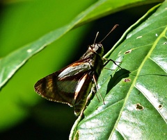 Propertius propertius