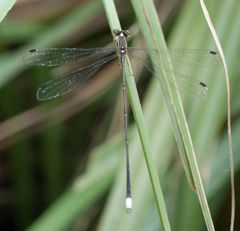 Ecchlorolestes nylephtha
