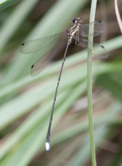 Ecchlorolestes nylephtha