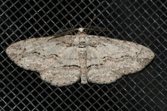 Iridopsis vellivolata