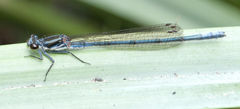 Pseudagrion furcigerum