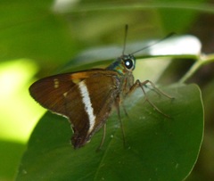 Aguna glaphyrus