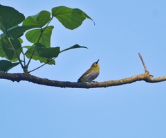 Zosterops palpebrosus