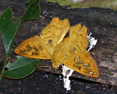 Myscelus amystis epigona