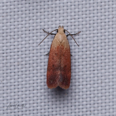 Anacampsis fullonella