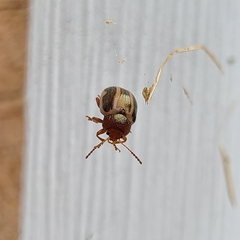 Calligrapha bidenticola