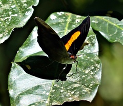 Catonephele acontius caeruleus