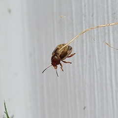 Calligrapha bidenticola