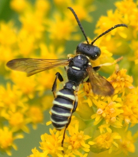 Checklist of the apoid wasps of YT · iNaturalist