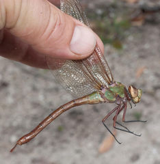 Anax speratus