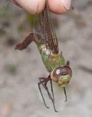 Anax speratus