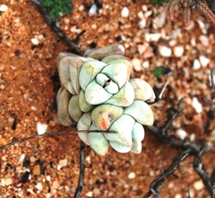 Crassula deceptor