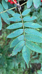 Sorbus aucuparia