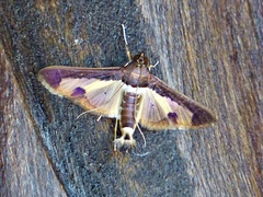 Cryptographis nitidalis