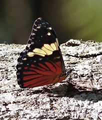 Hamadryas amphinome amphinome