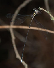 Ecchlorolestes nylephtha