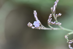 Limonium narbonense