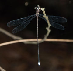 Ecchlorolestes nylephtha