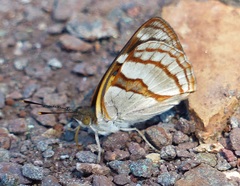 Dynamine tithia tithia
