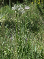 Rindera umbellata