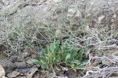 Limonium narbonense
