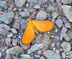 Eudulophasia invaria