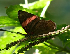 Adelpha lycorias lycorias