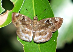 Quadrus u-lucida