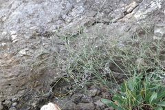 Limonium narbonense