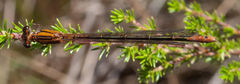 Pseudagrion furcigerum