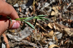 Indigofera psoraloides