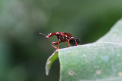 Paratrachelophorus nodicornis